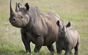 rinoceronte-300x187.jpg